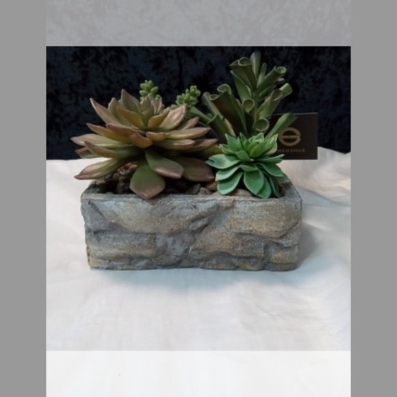 Gold Eagle Succulent Rock Garden - Picture 2 of 9